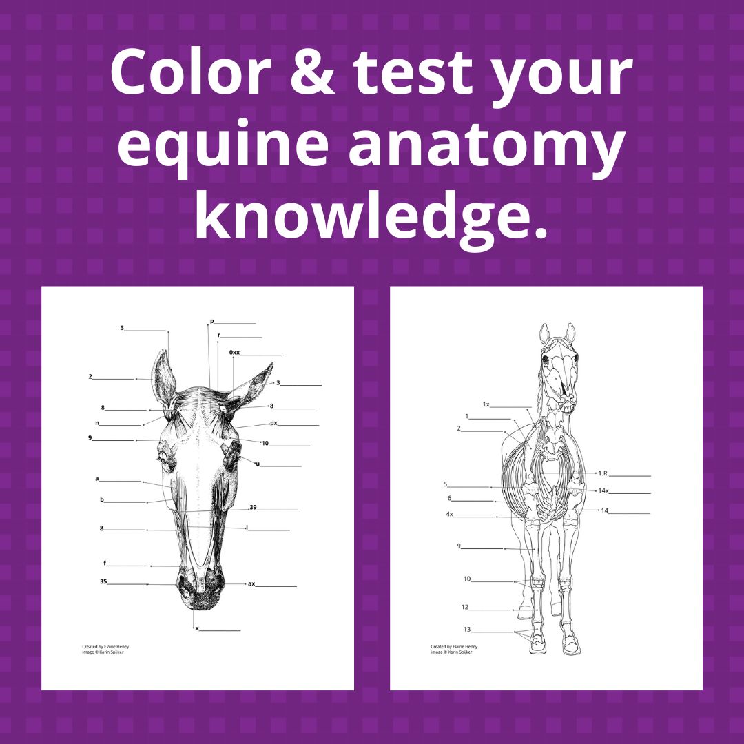 Horse Anatomy Coloring Book - Self Assessment Equine Workbook - AnPost