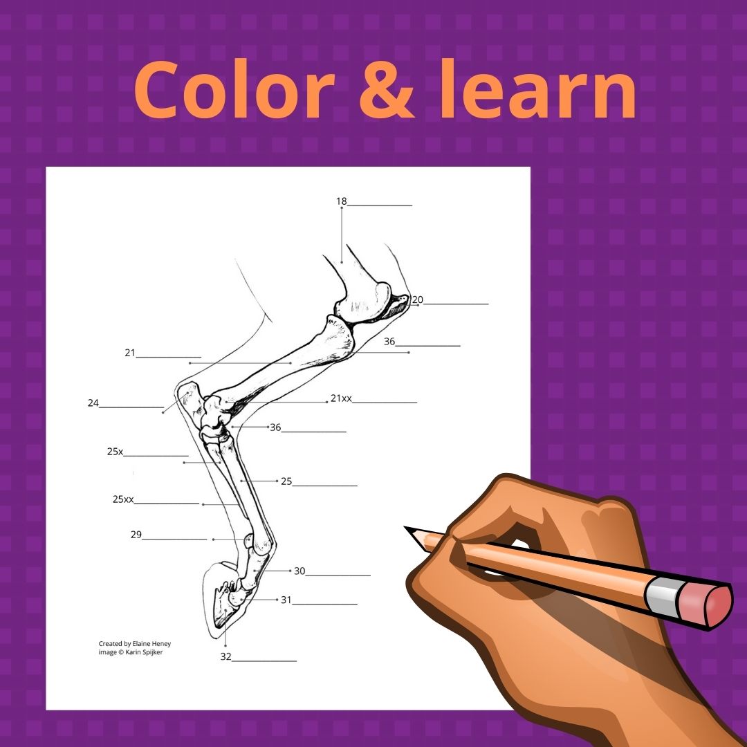Horse Anatomy Coloring Book - Self Assessment Equine Workbook - AnPost