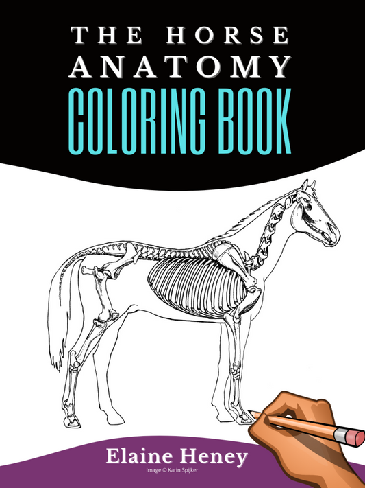 Horse Anatomy Coloring Book - Self Assessment Equine Workbook: Test Your Knowledge - For Equestrians & Veterinary Students