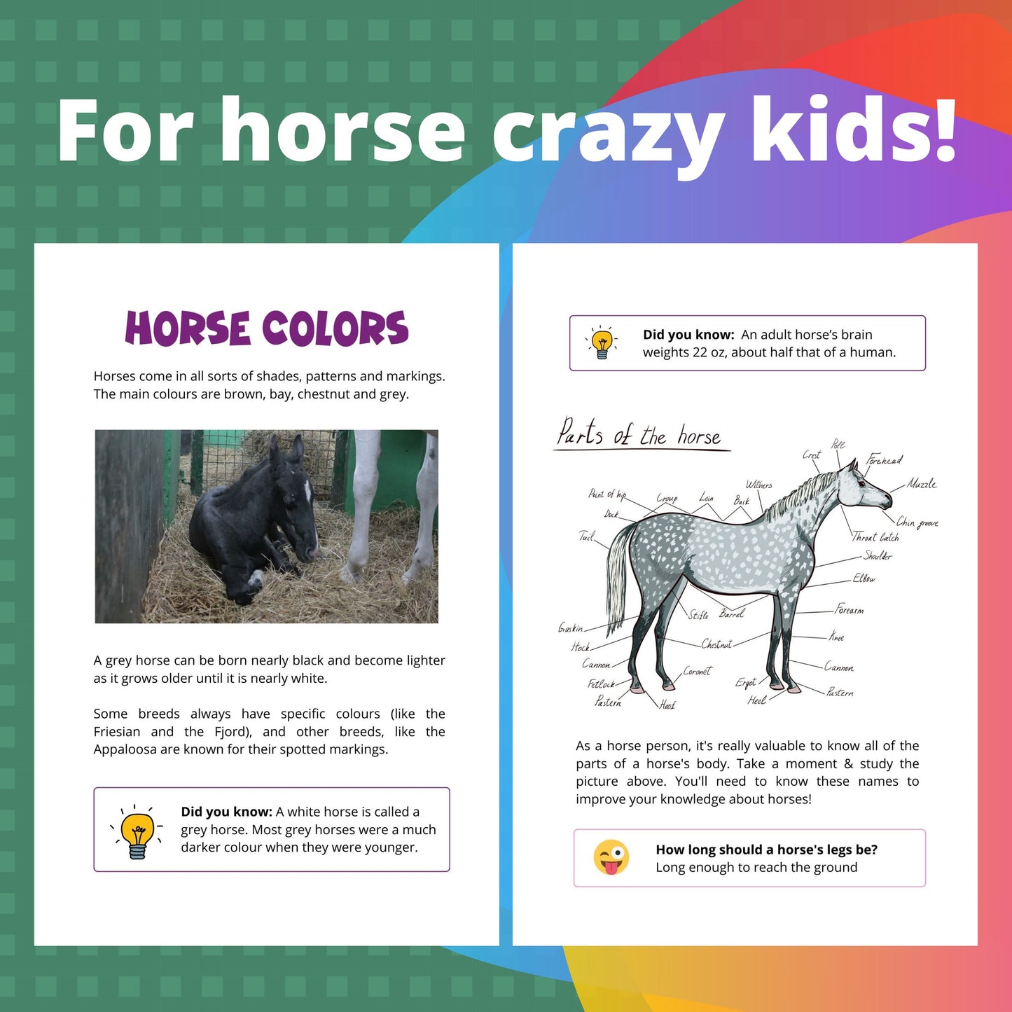 Horse Care, Riding & Training for Kids age 6 to 11